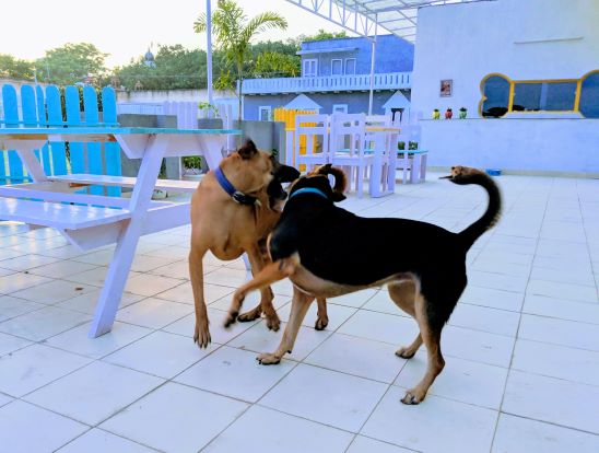 Tail Club Pet Friendly Cafes in Delhi NCR